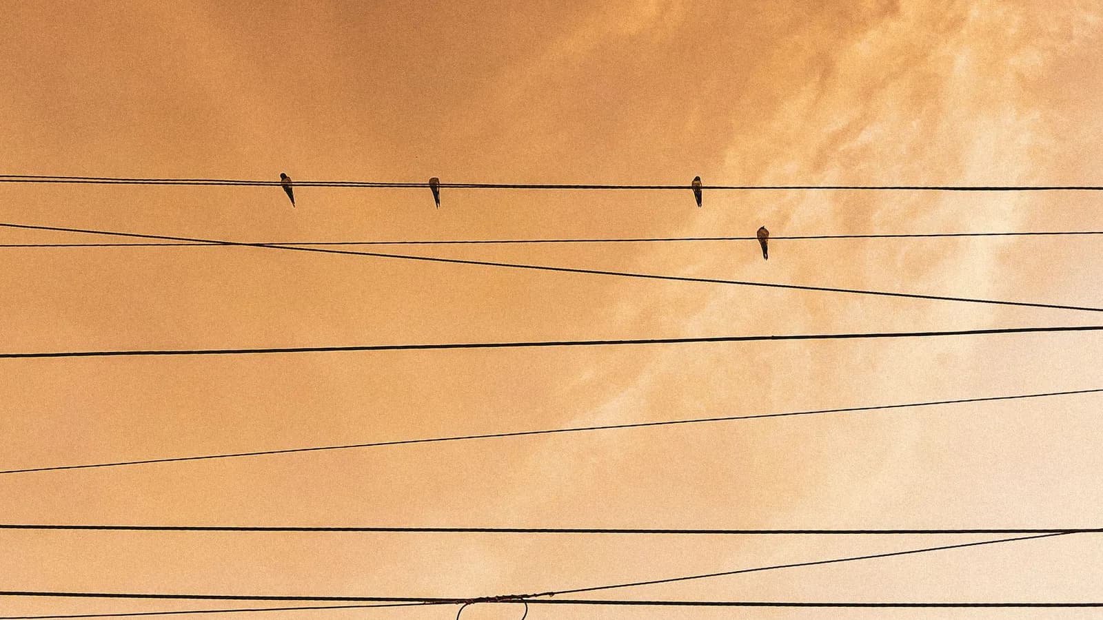 Birds perched on overhead powerlines against an amber sunset sky